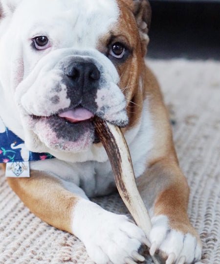 bois-de-cerf-a-macher-pour-chien-inooko