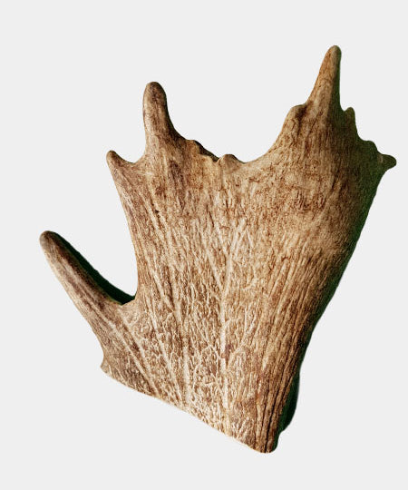 Bois de daim à mâcher 100% naturel - Taille M