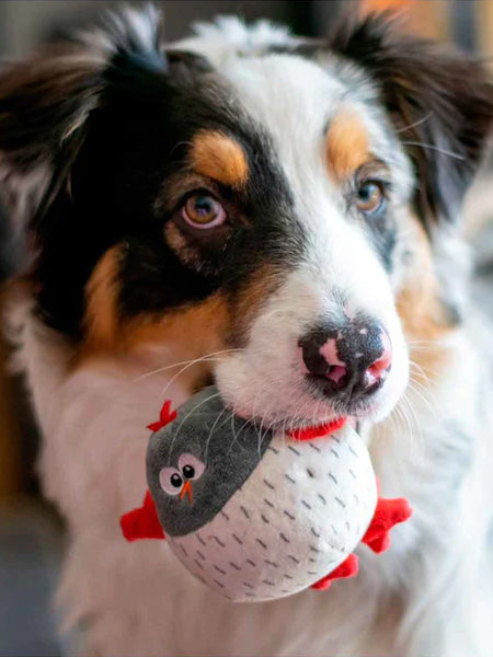 bulltug-peluche-fouille-enrichissement-pour-chien-Peek-N_-Seek