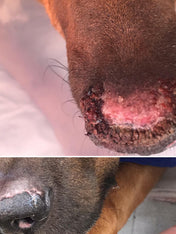 dexter-et-mango-soins-pour-chien-belle-truffe