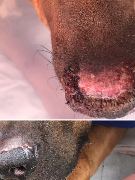 dexter-et-mango-soins-pour-chien-belle-truffe