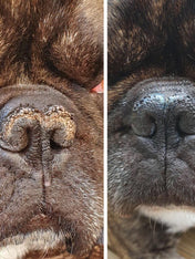 dexter-et-mango-soins-pour-chien-belle-truffe