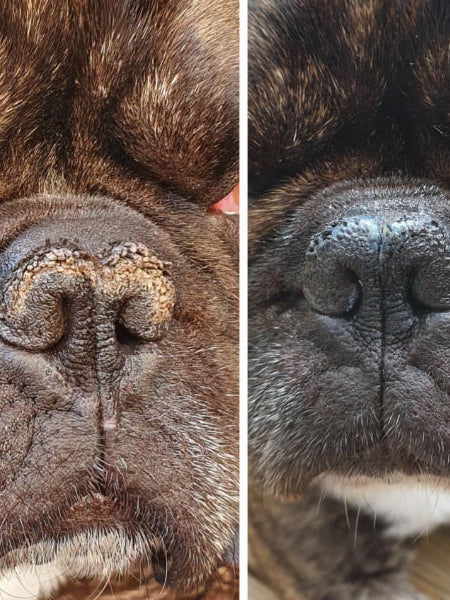 dexter-et-mango-soins-pour-chien-belle-truffe