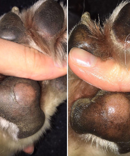dexter-et-mango-soins-pour-chien-doux-coussinets