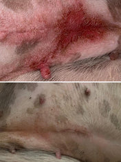 dexter-et-mango-soins-pour-chien-miraculeux