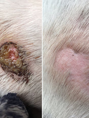 dexter-et-mango-soins-pour-chien-miraculeux