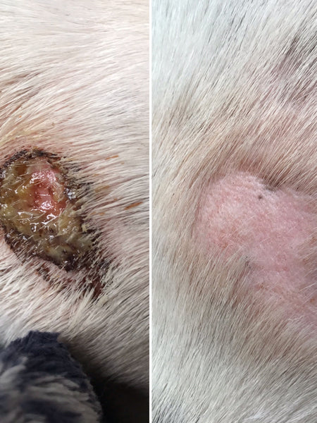 dexter-et-mango-soins-pour-chien-miraculeux