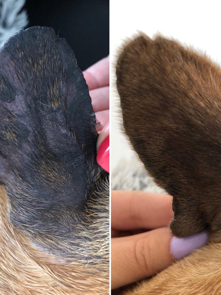 dexter-et-mango-soins-pour-chien-peau-de-peche