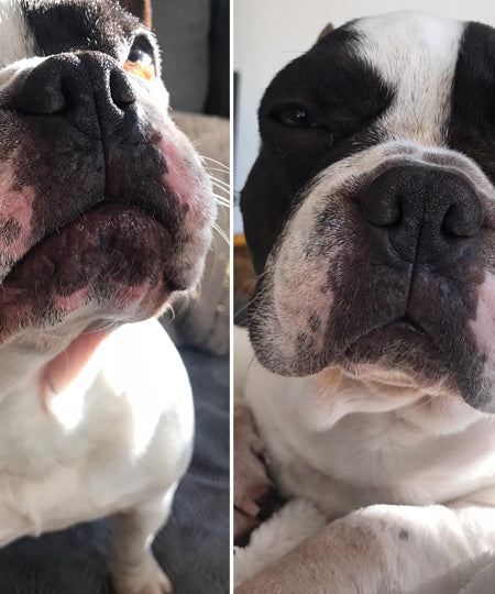 dexter-et-mango-soins-pour-chien-peau-de-peche