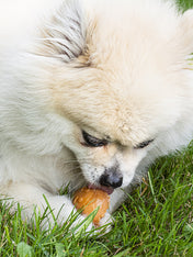 garden-bites-friandises-pour-chien-vegan-small-12pcs