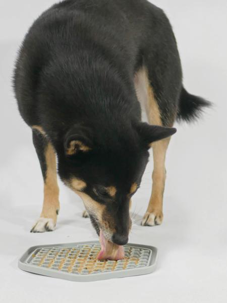 inooko-tapis-occupation-pour-chien