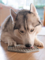 inooko-Tapis-occupation-puzzle-pour-chien