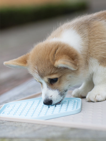 inooko-Tapis-occupation-puzzle-pour-chien