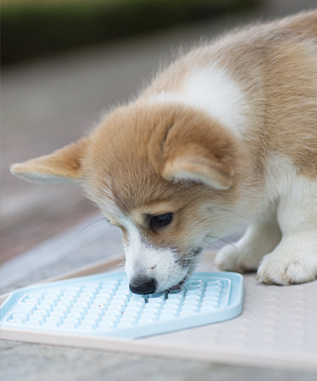 inooko-Tapis-occupation-puzzle-pour-chien