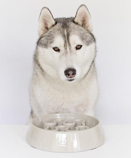 inooko-gamelle-anti-glouton-pour-grand-chien