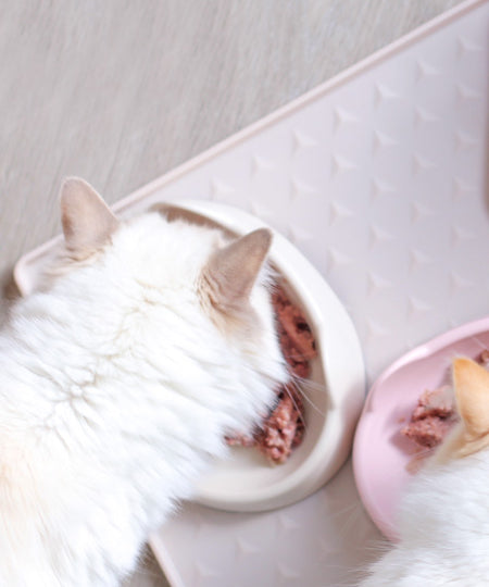 inooko-gamelle-originale-pour-chat