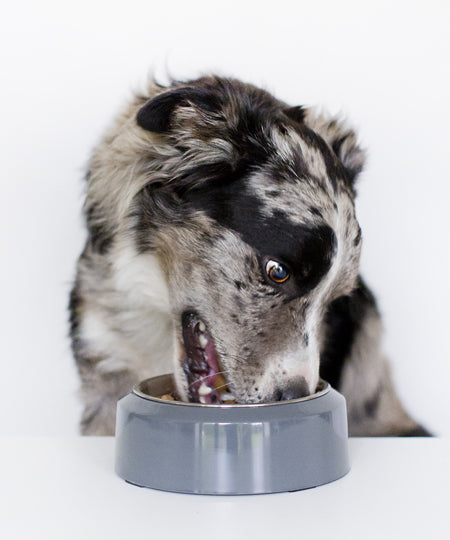 inooko-gamelle-design-pour-chien