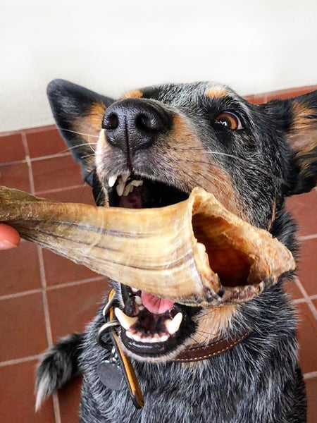 Corne de Buffle - friandise de mastication pour chiens