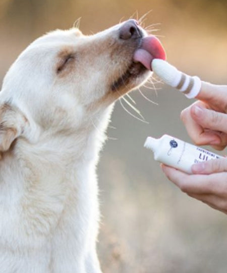 lila-loves-it-Brosse-a-dent-pour-chien-chat