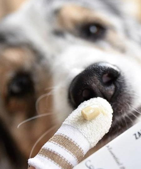 lila-loves-it-Brosse-a-dent-pour-chien-chat