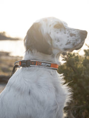 non-stop-dogwear-collier-chien-roam-collar-orange