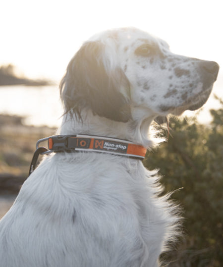 non-stop-dogwear-collier-chien-roam-collar-orange