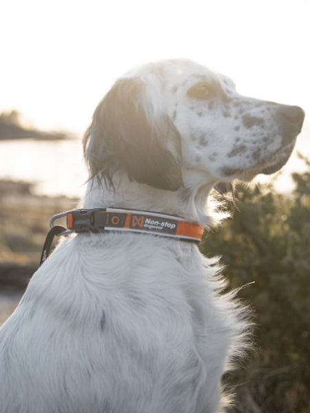 non-stop-dogwear-collier-chien-roam-collar-orange
