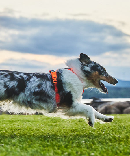 non-stop-dogwear-harnais-chien-line-harness-5.0-orange