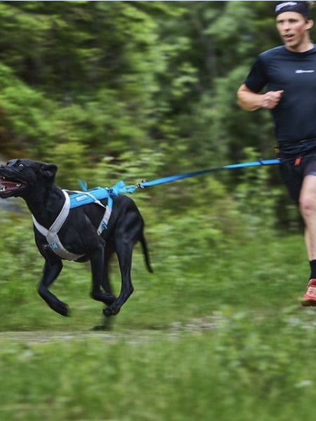 non-stop-dogwear-laisse-bungee-bleu