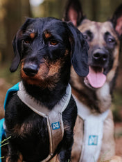 non-stop-dogwear-harnais-freemotion-bleu