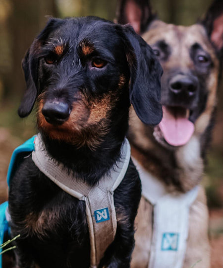 non-stop-dogwear-harnais-freemotion-bleu