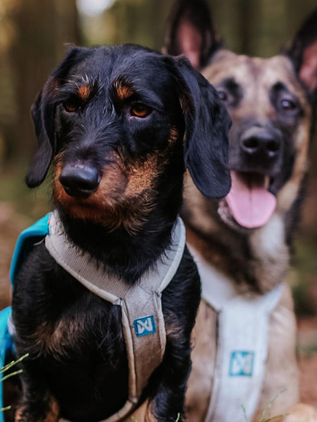 non-stop-dogwear-harnais-freemotion-bleu