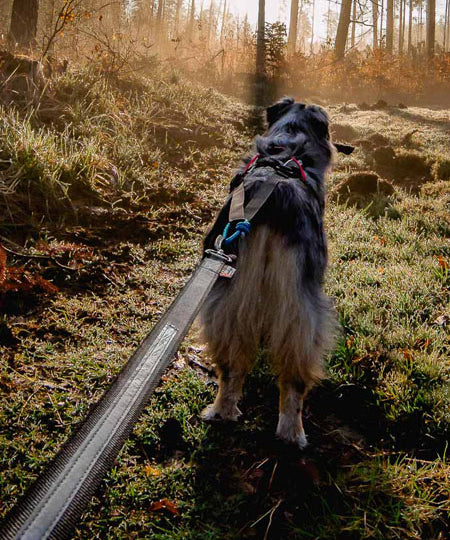 non-stop-dogwear-ligne-chien-laisse-TOURING-BUNGEE
