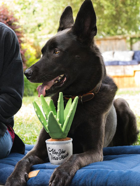 pet-play-peluche-chien-blooming-buddies-aloe-vera