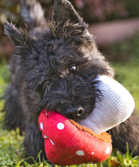 pet-play-peluche-chien-blooming-buddies-champignion