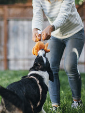 pet-play-peluche-chien-dinde-de-noel