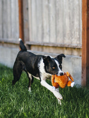 pet-play-peluche-chien-dinde-de-noel