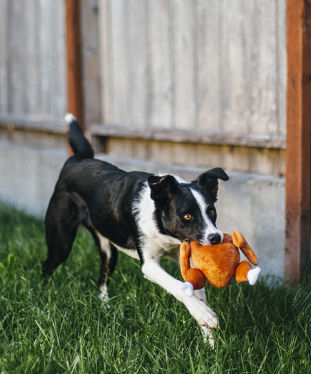 pet-play-peluche-chien-dinde-de-noel