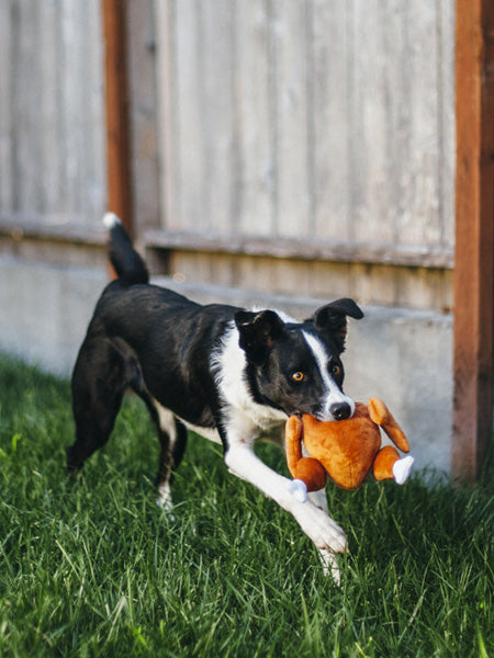 pet-play-peluche-chien-dinde-de-noel
