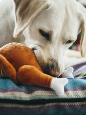 pet-play-peluche-chien-dinde-de-noel