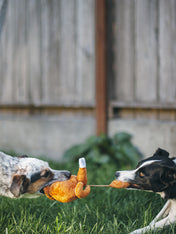 pet-play-peluche-chien-dinde-de-noel