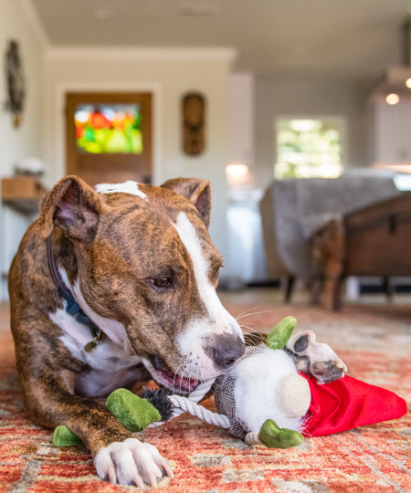 pet-play-peluche-chien-gnome-noel