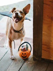 pet-play-peluche-chien-halloween-jouet-fouille-citrouille