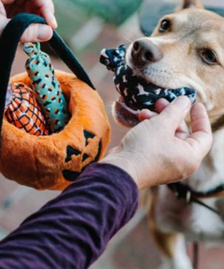 pet-play-peluche-chien-halloween-jouet-fouille-citrouille