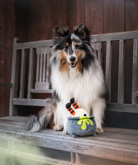 pet-play-peluche-chien-halloween-potion-magique