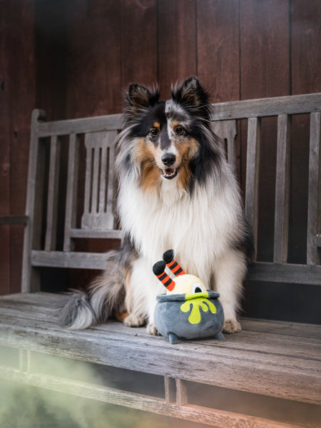 pet-play-peluche-chien-halloween-potion-magique