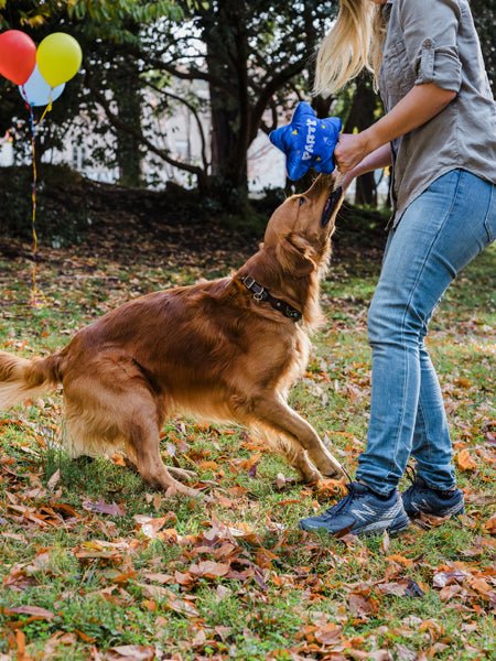 jouet-peluche-pour-chien-Ballon-Anniversaire