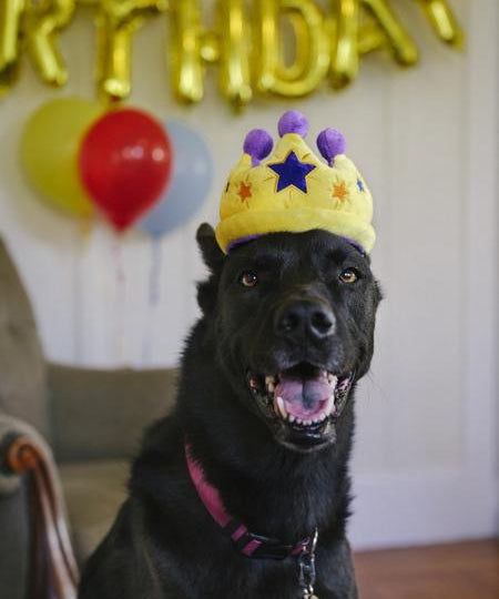 Jouet-en-peluche-pour-chien-Couronne