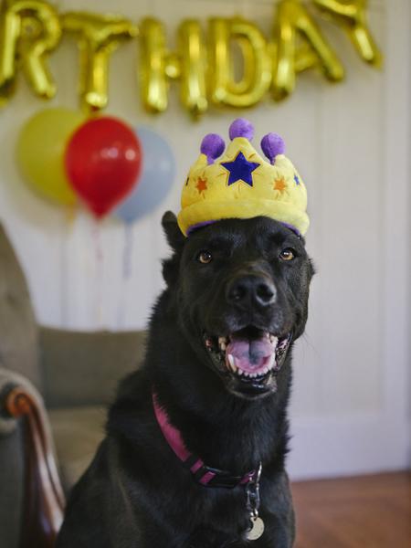 Jouet-en-peluche-pour-chien-Couronne