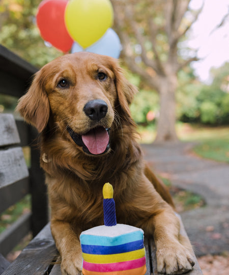 Jouet-en-peluche-pour-chien-Gateau-anniversaire